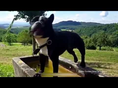 Pannen, Pech & Schadenfreude CLIP CHECK Folge 25/2016