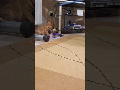 Video 1