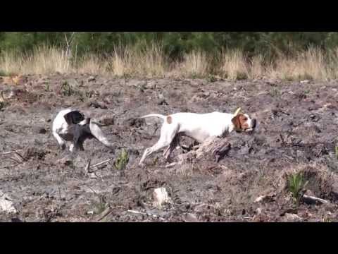 chasse a la caille avec mes pointers