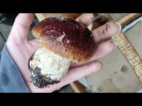 Kulttuurit yhteisellä polulla  video