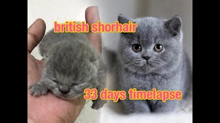 Download lagu Chopard si kucing British shorthair timelapse 33 hari mp3