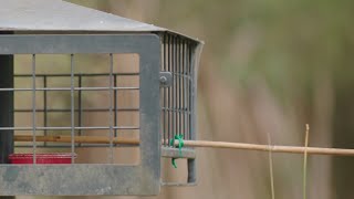 National Volunteer Week - Helmeted Honeyeater Feeding Program