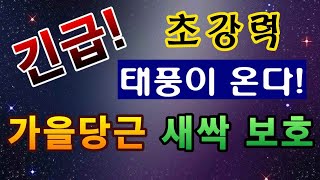 [텃밭농부.740]  긴급!  강력한 태풍에 당근새싹 보호하는 방법 #당근재배