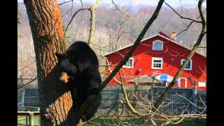 Black Bear Combo - Otrov [HD]