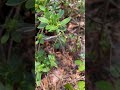 Dragonfly コサナエも羽化