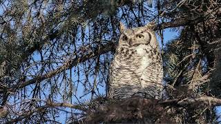 Download lagu Suara Burung Hantu Malam Hari Seram Bisa Buat Nada Dering HPmu lebih Menarik mp3