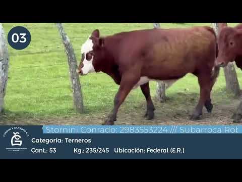 Lote Machos - Federación E Rios