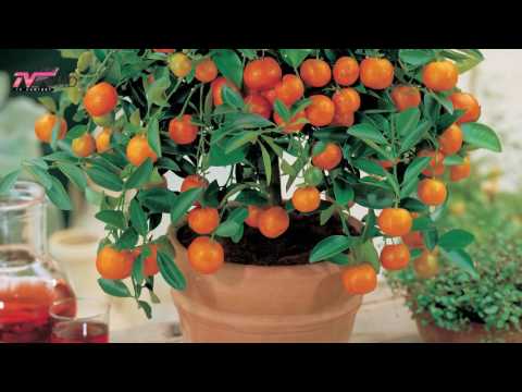 Jetë dhe stil - Si të kultivojmë manderinat në kushte shtëpie