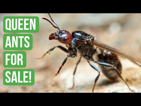 Where To Find Queen Ants For Sale
