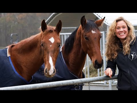 Hengste im Kräftemessen - Jack & Joe von Hof Eicheneck... Bald geht's wieder los 🧐