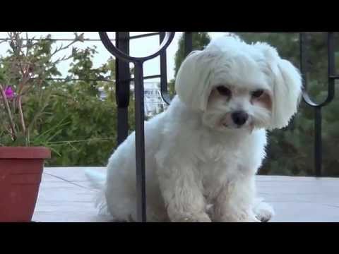 Pensiunea Catering Show - cazare, restaurant, agrement și catering