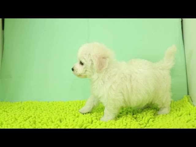 ブリーダー/ショップマロニエケンネル　MARRONNIER KENNELのビション・フリーゼで番号が2891です