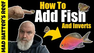 How to Add Fish and Inverts to an Aquarium