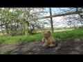 Music Video Project Stop Motion Teddy Bear