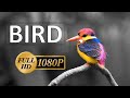 Beautiful Birds Stock Footage Royalty Free No Copyright Free Download Royaltyfree Birds