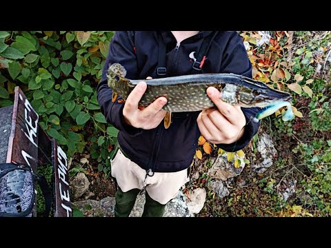 Jesenje varalicarenje stuke (Zapadna.M) fishing pike