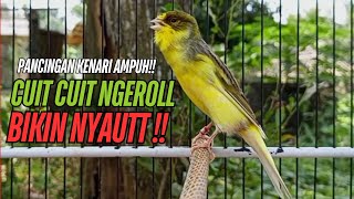 Download lagu SUARA Kenari GACOR PANJANG Pancingan & masteran Kenari Paud AGAR gacor AMPUH Kenari MACET bunyii mp3 Download lagu SUARA Kenari GACOR PANJANG Pancingan & masteran Kenari Paud AGAR gacor AMPUH Kenari MACET bunyii mp3