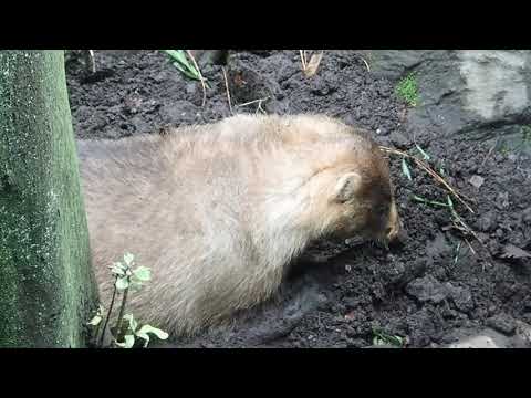 どの動物が庭に穴を掘っているのかを知るにはどうすればよいですか?これらのサインがあなたに教えてくれます！  庭園