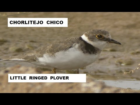 CHORLITEJO CHICO | LITTLE RINGED PLOVER | Charadrius du