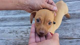 Video preview image #1 Chiweenie Puppy For Sale in Bandera, TX, USA