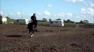 Huboob, 16.2hh, TB gelding for sale