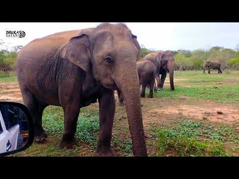 Dinuka safari book now +94741003585 yala National park www.dinukasafari.com