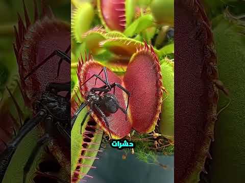 لو حطيت ايدك في النباته هتندم😱