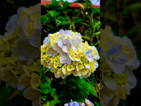 Las hortensias clima templado y montañoso de Concepción de Ataco yRuta de las Flores en El Salvador.