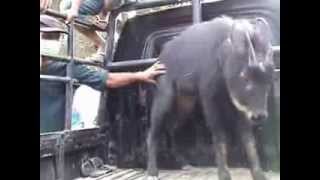 preview picture of video 'Beidar Namanya, Kambing Hutan Langka Itu Menuruni Sinabung'