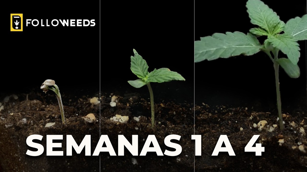 SEGUIMIENTO DEL CULTIVO MEDICINAL DE CANNABIS DE EN VOLÁ: SEMANAS 1 A 4
