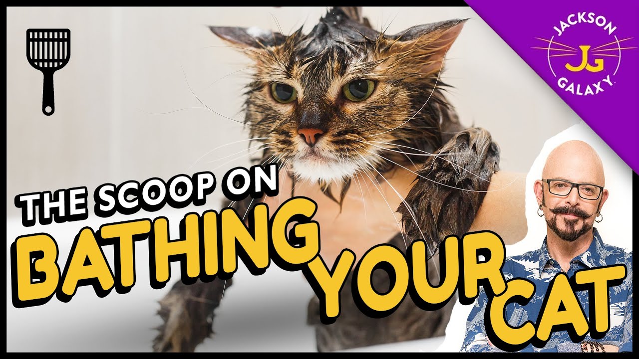 To bathe or not to bathe your cat - that is the question!