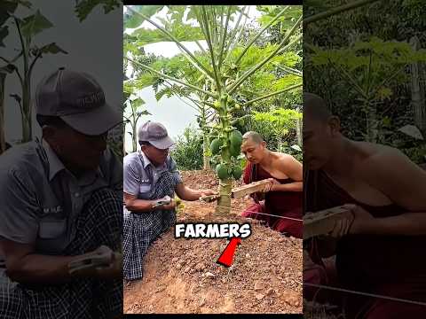 why chinese farmers are cutting papaya trees and earn thousands of dollars