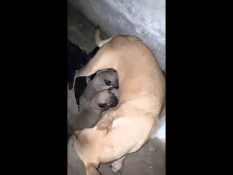 Newborn pets by Chui Mui.. their name Tamanna, Amreen, Jui, Eti