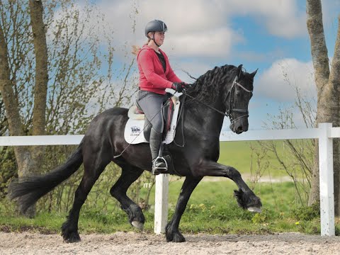 Stal Okkema's Zeyn - Wybren x Doaitsen - 2015 - Gelding - 1.65m