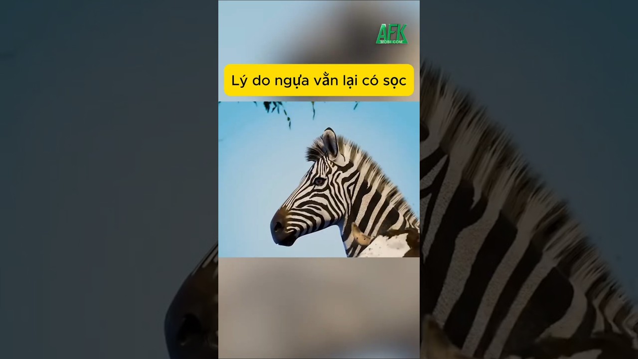 Lý do ngựa vằn lại có sọc