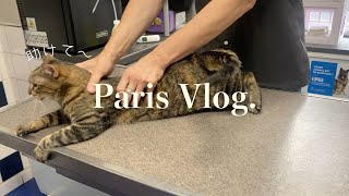 動物病院|蚤の市|ケーキ パリでの日常生活の記録