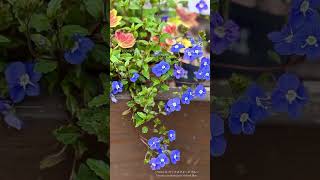 #ベロニカオックスフォードブルー　Veronica peduncularis 'Oxford Blue'