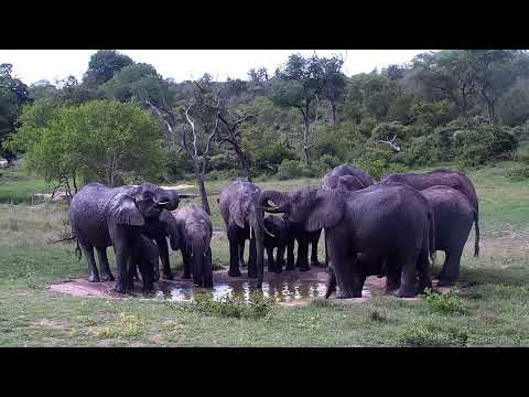Djuma: Impalas and Elephant herd drinks at pan - 15:47 - 11/13/2022