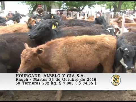 25-10-16 Venta de Hembras - Hourcade, Albelo y Cia S.A. - Rauch.