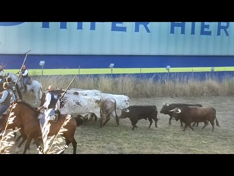 Cuéllar 2024 Primer Encierro