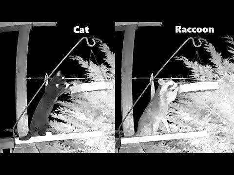 Cat Agility Compared to Raccoon Agility