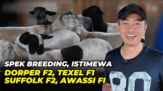 Download lagu Harga Domba Dorper, Suffolk, Awassi, Texel Untuk Breeding Di Han-Sheep Farm mp3