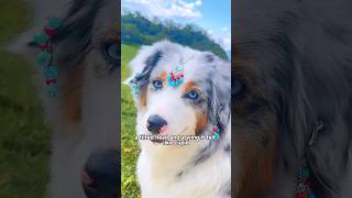 Download lagu Crap,falling in love! #shortvideo #animals #pet #shorts #dog #beautiful #cute mp3