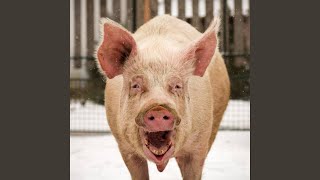 Road Hog Music Video