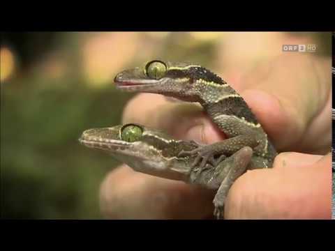 Universum - Wunder der Natur DOKU