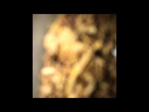 124. Vegard - Opp En [Up One] [20.03.2019]