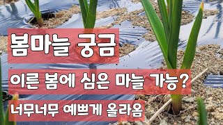 봄마늘 심는 시기 그리고 심은지 32일 [마늘재배방법]