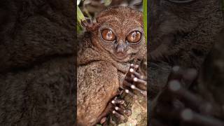 Tarsier: The real-life DOBBY #naturedocumentary #amazingfacts #shorts #dobby #harrypotter