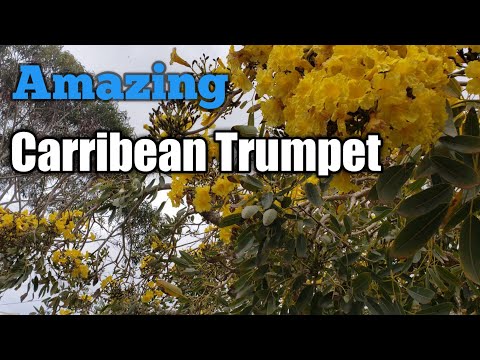 Carribean Trumpet Tree , Silver Trumpet Tree,  Yellow Blooming Tree, Tabebuia Aurea Flowering Tree