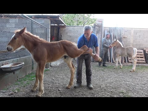 Caii domnului Doru Dragan de la Floresti, Cluj - 2020 Nou!
